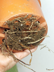 Philodendron Mamei Aurea Steckling