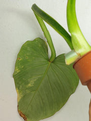 Philodendron Mamei Aurea Steckling