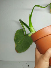 Philodendron Mamei Aurea Steckling