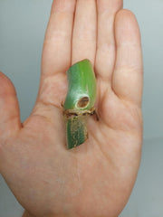 Philodendron Mamei Aurea Steckling