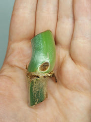 Philodendron Mamei Aurea Steckling