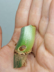 Philodendron Mamei Aurea Steckling