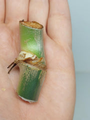 Philodendron Mamei Aurea Steckling