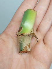 Philodendron Mamei Aurea Steckling