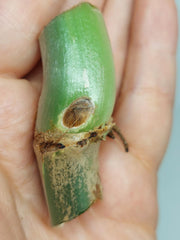 Philodendron Mamei Aurea Steckling