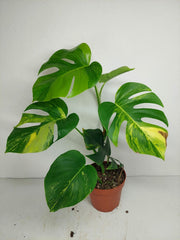 Monstera Aurea