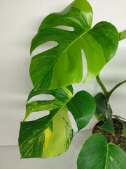 Monstera Aurea