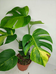 Monstera Aurea