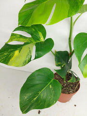 Monstera Aurea