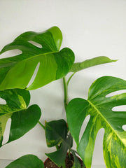 Monstera Aurea