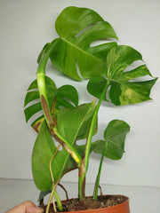 Monstera Aurea