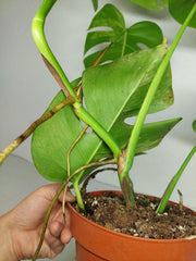 Monstera Aurea