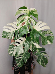 Monstera Variegata (zum aussuchen)