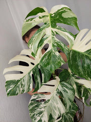 Monstera Variegata (zum aussuchen)