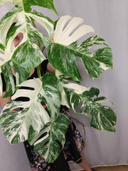 Monstera Variegata (zum aussuchen)