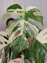 Monstera Variegata (zum aussuchen)