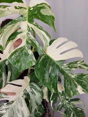 Monstera Variegata (zum aussuchen)