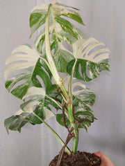 Monstera Variegata (zum aussuchen)