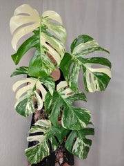 Monstera Variegata (zum aussuchen)