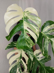 Monstera Variegata (zum aussuchen)