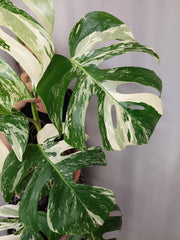 Monstera Variegata (zum aussuchen)