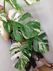 Monstera Variegata (zum aussuchen)