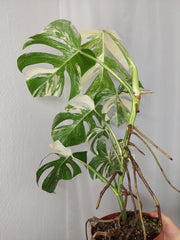 Monstera Variegata (zum aussuchen)