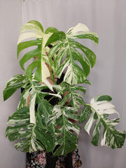 Monstera Variegata (zum aussuchen)