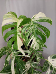 Monstera Variegata (zum aussuchen)