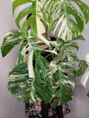 Monstera Variegata (zum aussuchen)