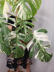 Monstera Variegata (zum aussuchen)