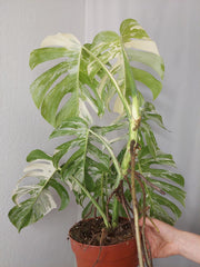 Monstera Variegata (zum aussuchen)