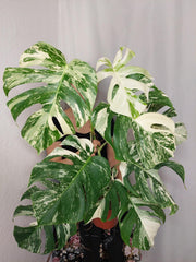 Monstera Variegata (zum aussuchen)