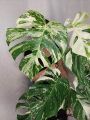 Monstera Variegata (zum aussuchen)