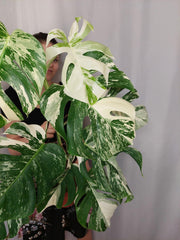 Monstera Variegata (zum aussuchen)