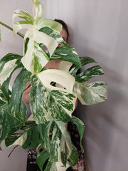 Monstera Variegata (zum aussuchen)
