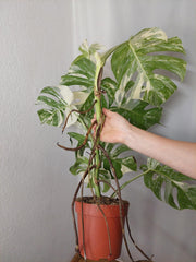 Monstera Variegata (zum aussuchen)