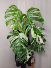 Monstera Variegata (zum aussuchen)