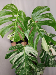Monstera Variegata (zum aussuchen)