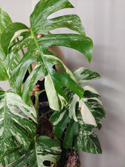 Monstera Variegata (zum aussuchen)