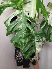 Monstera Variegata (zum aussuchen)