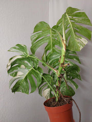 Monstera Variegata (zum aussuchen)