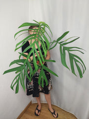 Monstera Croatii XXL