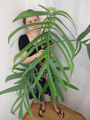 Monstera Croatii XXL
