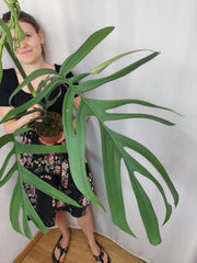 Monstera Croatii XXL