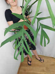 Monstera Croatii XXL