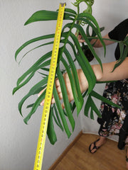 Monstera Croatii XXL