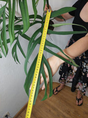 Monstera Croatii XXL