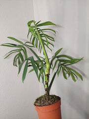 Monstera Croatii XXL