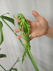 Monstera Croatii XXL